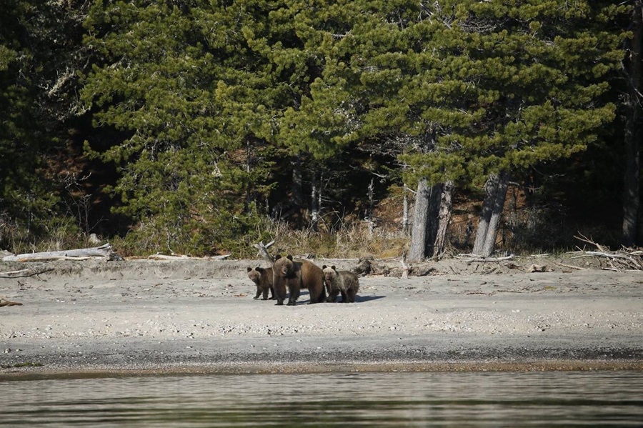 В Баргузинском заповеднике отметили снижение численности бурых медведей