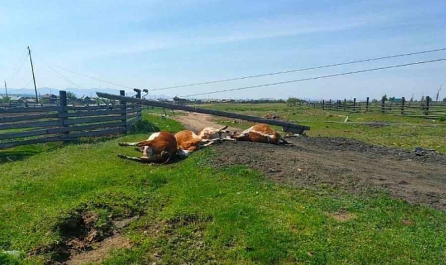 В Бурятии энергетики выплатили 400 тысяч рублей за убитых током коров