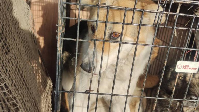 В Улан-Удэ за день поймали 40 бездомных собак