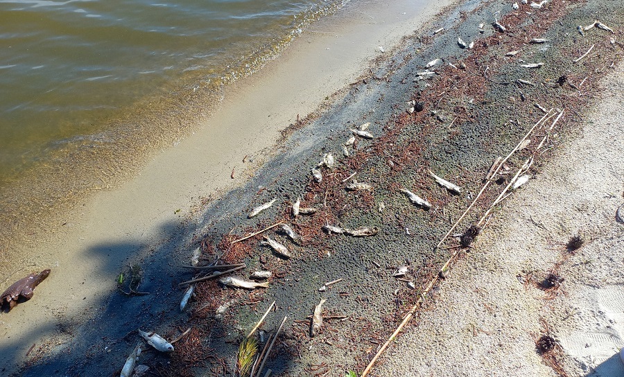 Мертвая рыба заполонила побережье Котокеля
