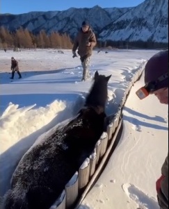 В Бурятии молодые альпинисты спасли застрявшую в снегу лошадь