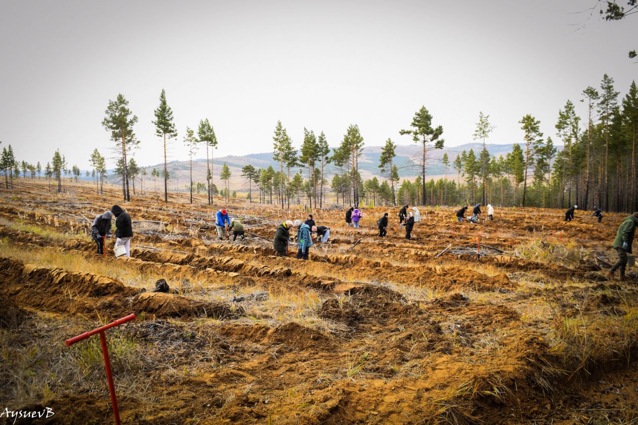 В Бурятии в Тарбагатае волонтёры за два дня посадили 45 тысяч деревьев