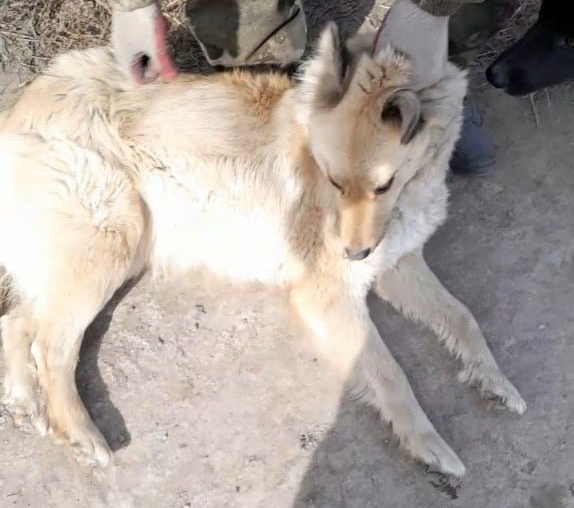 4 бродячие собаки попались отловщикам в Улан-Удэ