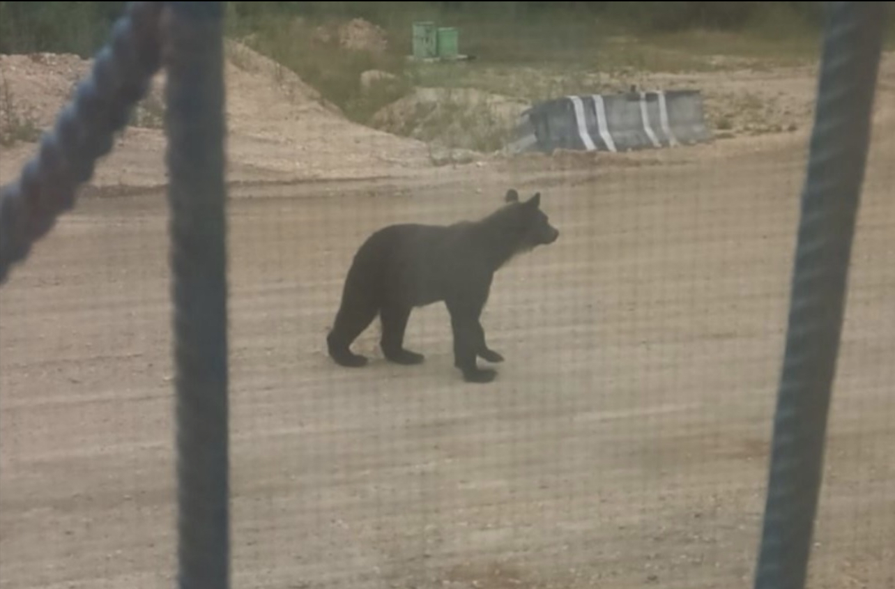 Медведь вышел к людям в Прибайкальском районе Бурятии