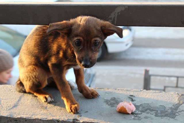 «Самый необычный сбор»: Улан-удэнцев просят подарить собакам старые кастрюли и миски 