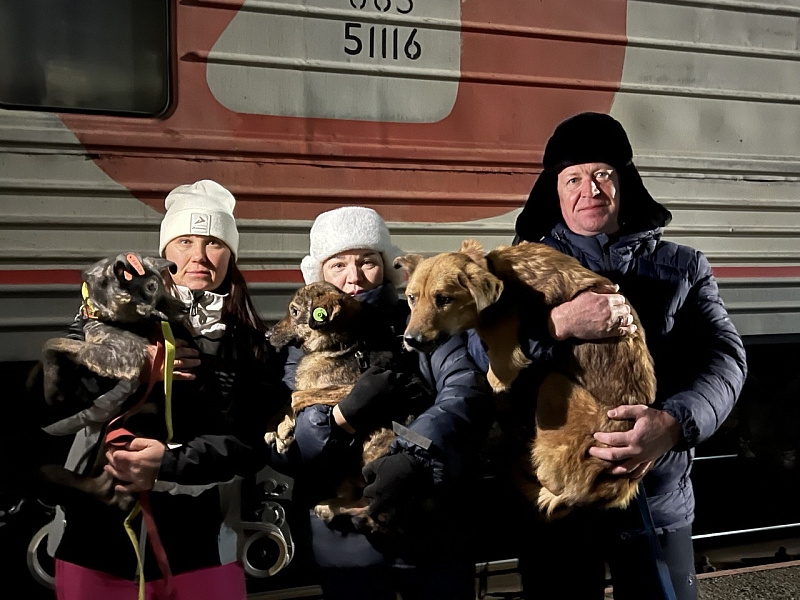 Бездомные собаки из приюта Бурятии переехали во Владивосток
