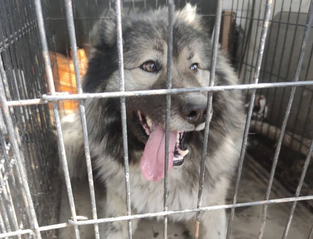 В микрорайоне Аршан в Улан-Удэ завтра отловят бродячих собак