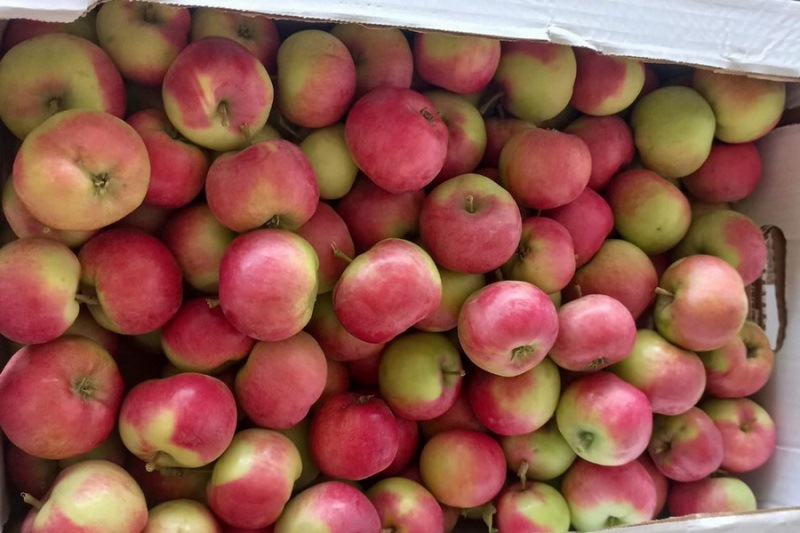 В Бурятии в яблоках из Казахстана не нашли вредителей