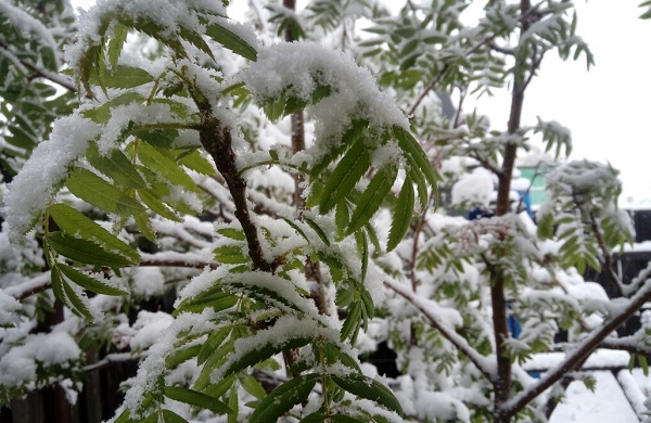 В Улан-Удэ завтра передают снег