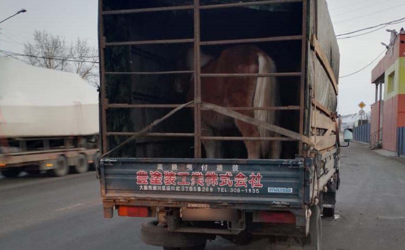 В Бурятии задержали трех коней, которых без документов перевозили между районами