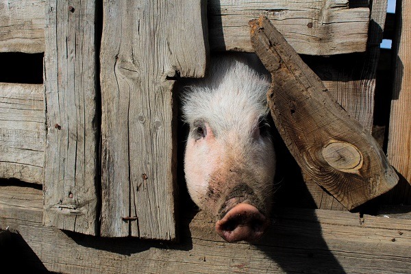 В Бурятии опасаются вируса африканской чумы свиней