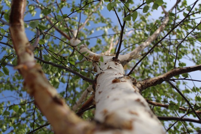 В Бурятии за неделю выявили 13 незаконных рубок деревьев