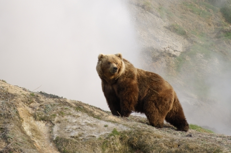 В Бурятии агрессивный медведь напал на рыбаков