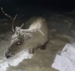 В Бурятии из ледяного Байкала спасли дикого северного оленя