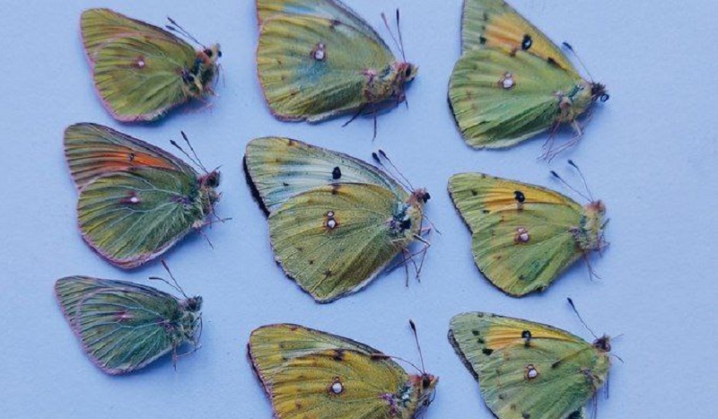 Партию бабочек из Бурятии отправили коллекционеру в Великобританию
