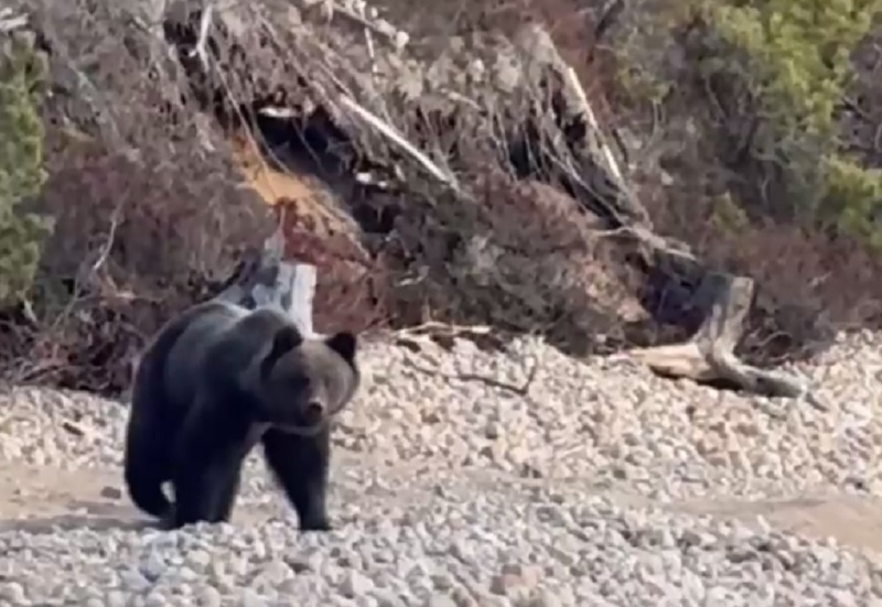 Туристов на Байкале предупредили о большом числе медведей