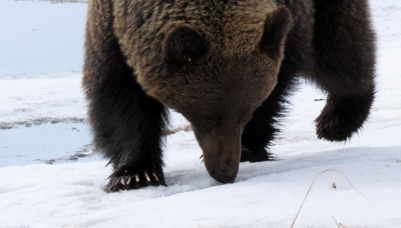 Жители Бурятии в нацпарке встретили медведя
