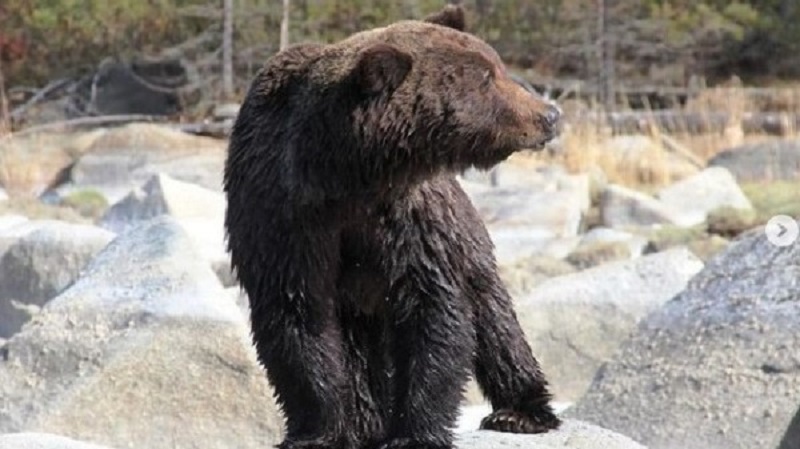 Жителей Бурятии напугали слухи о медведе-шатуне