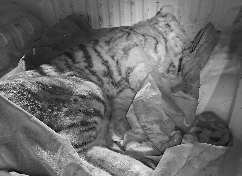 В Хабаровском крае погиб тигрёнок