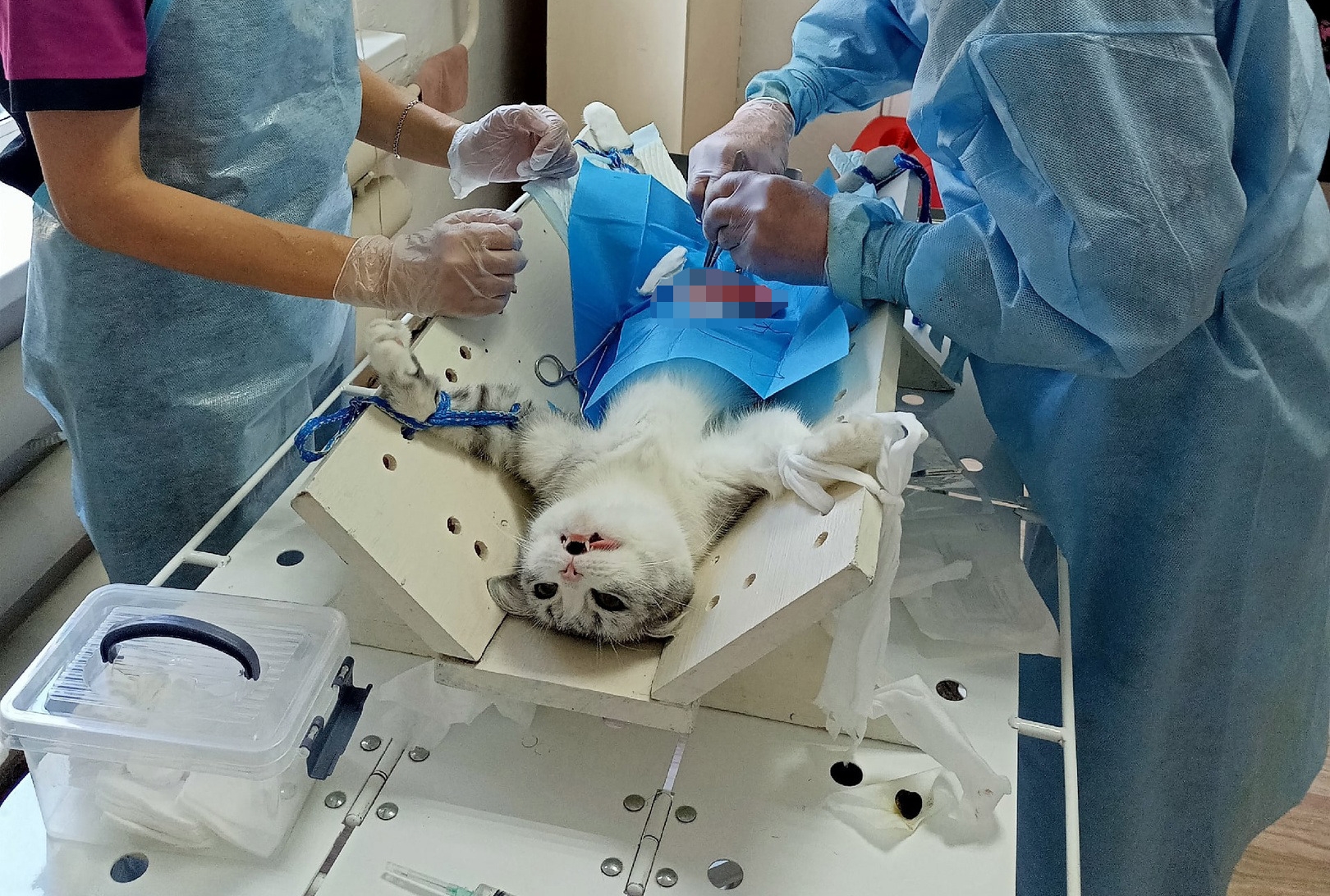 Улан-удэнцы смогут стерилизовать домашних животных по льготной цене
