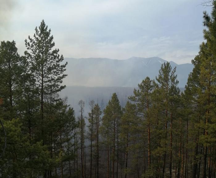 Лес в Баргузинском районе Бурятии горел из-за неосторожного обращения с огнем