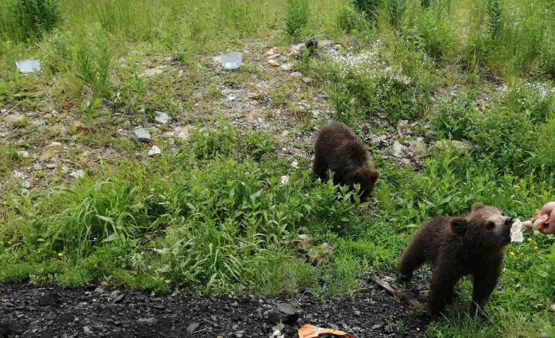 В Бурятии лесники поиграли с любопытными медвежатами