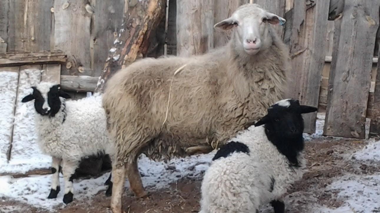Бурятия вошла в лидеры регионов ДФО по количеству коров и овец