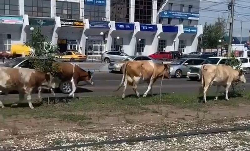 В Улан-Удэ будут задерживать и помещать на штрафстоянку гуляющий скот