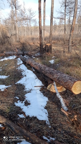 Житель Бурятии создал ОПГ и вырубил лес на 10 миллионов рублей