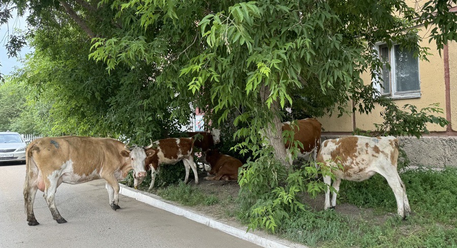 В Улан-Удэ ищут хозяев гуляющих где попало коров