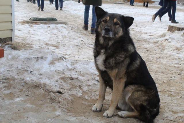В Бурятии оштрафовали владельцев собак, задавивших овец в Селенгинском районе 