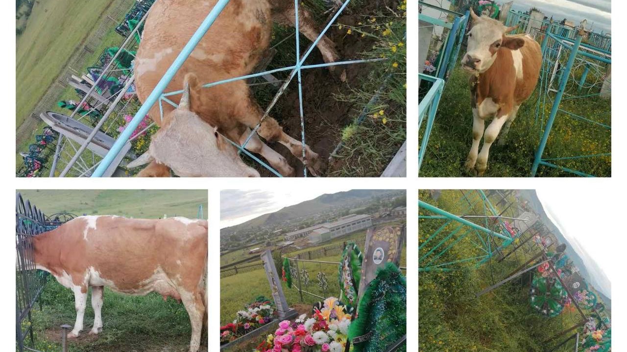 В Бурятии коровы-вандалы крушат кладбище