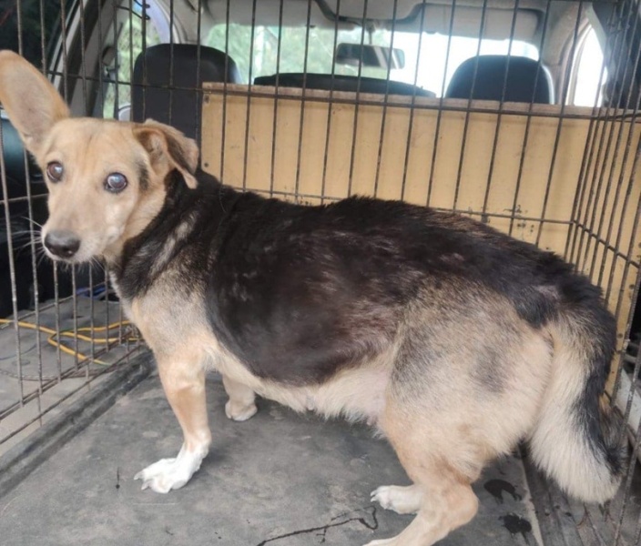 В Улан-Удэ за неделю хозяйские собаки покусали трех детей и женщину