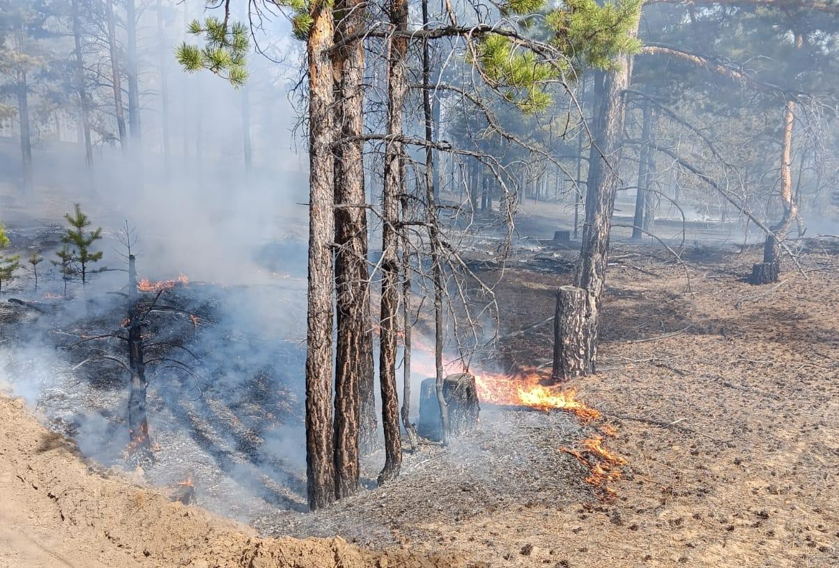 В Бурятии за прошлые сутки обнаружили 8 лесных пожаров