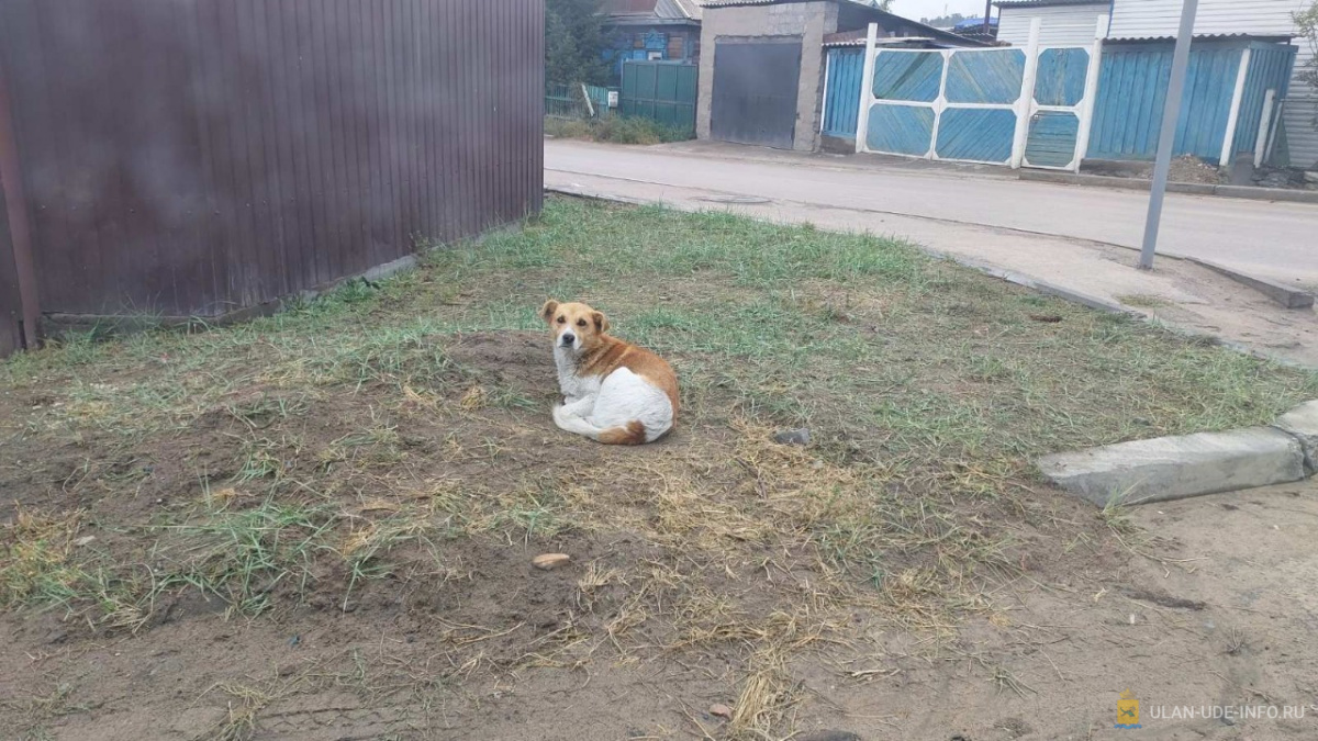 В отдельных районах Улан-Удэ за день отловили 11 бездомных собак