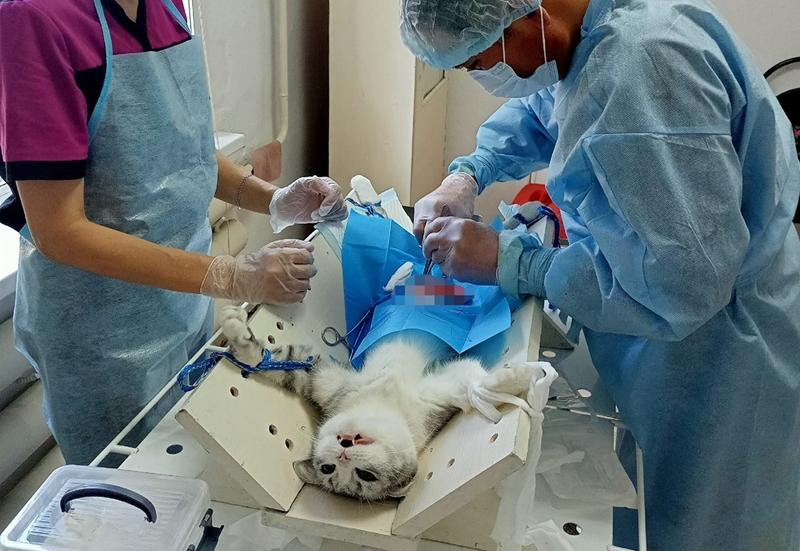 В 8 районах Бурятии бесплатно стерилизуют домашних животных