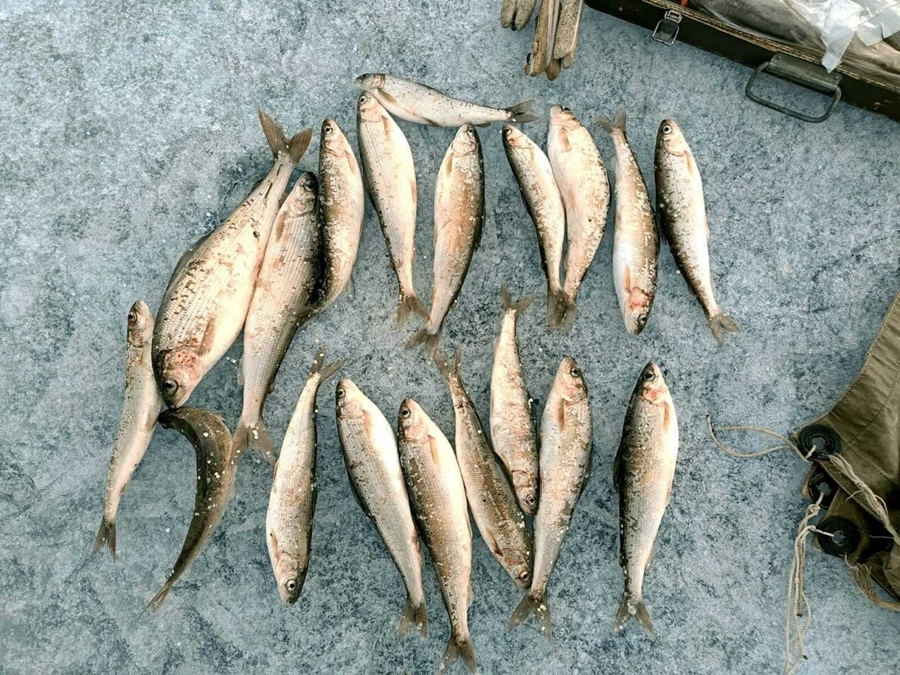 Двое жителей Бурятии нарушили запрет на рыбалку