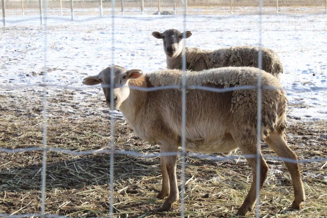 Бывшие зэки похитили у  жителя Бурятии трех кур и 6 овец 