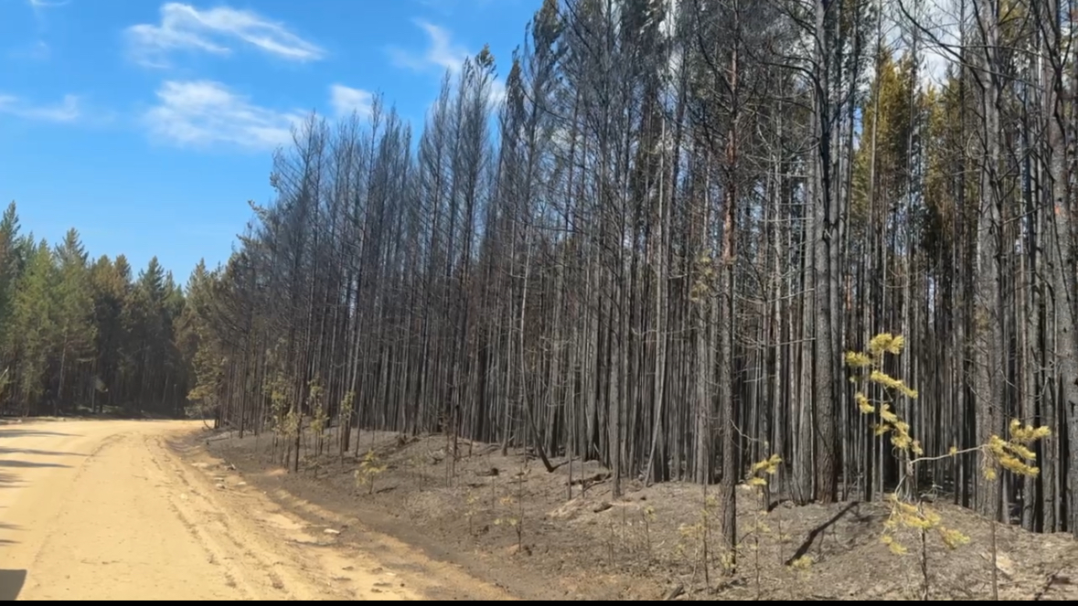 В Бурятии в этом году обследуют около 9 тысяч гектаров леса на сплошную рубку