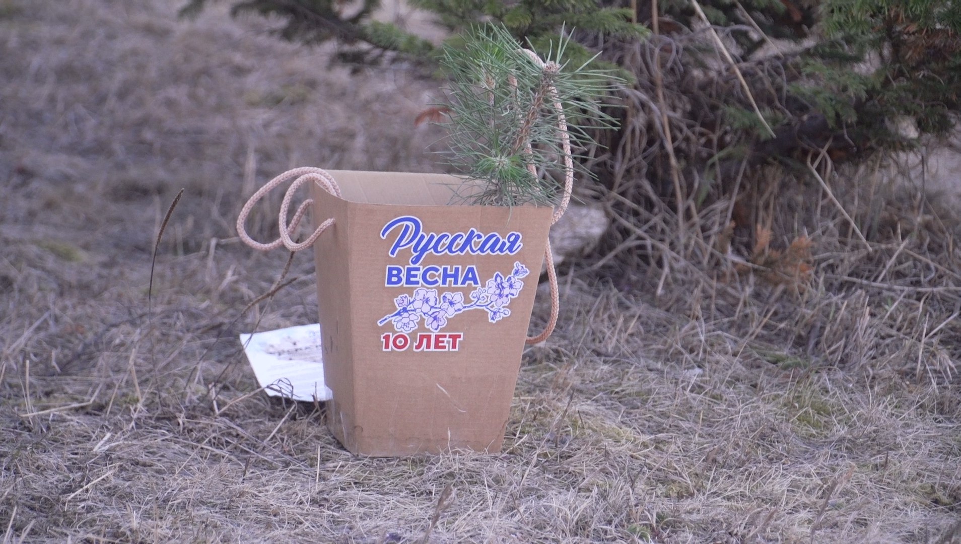 На Байкале в Бурятии высадили подаренную на выставке «Россия» крымскую сосну