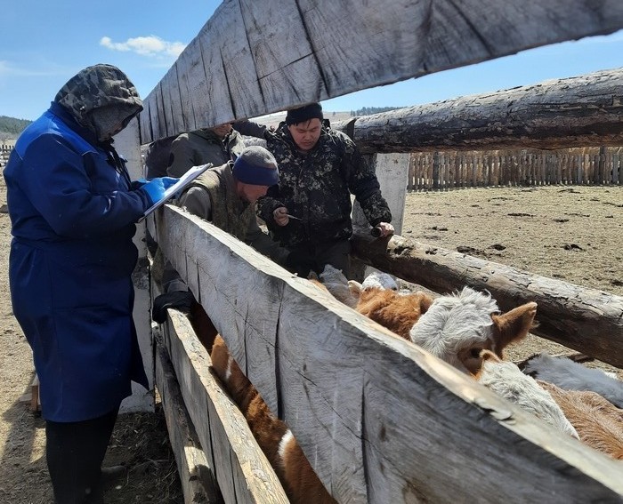 Ветеринары работают в Джидинском районе Бурятии, где выявили вспышку бруцеллеза