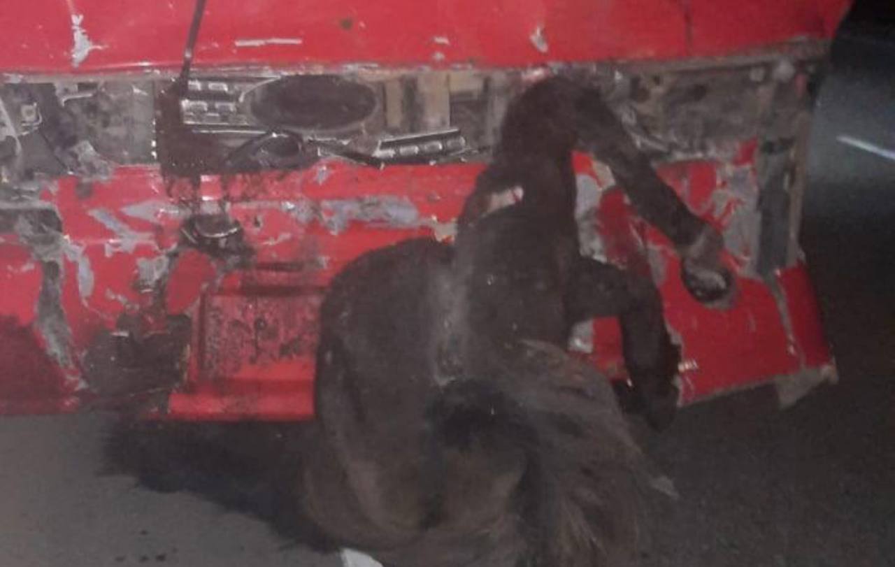 В Бурятии туристический автобус врезался в лошадь с жеребёнком