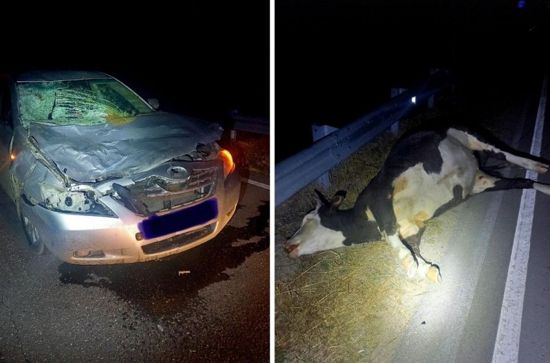 В Бурятии в ДТП пострадали корова и пассажир «Тойоты»