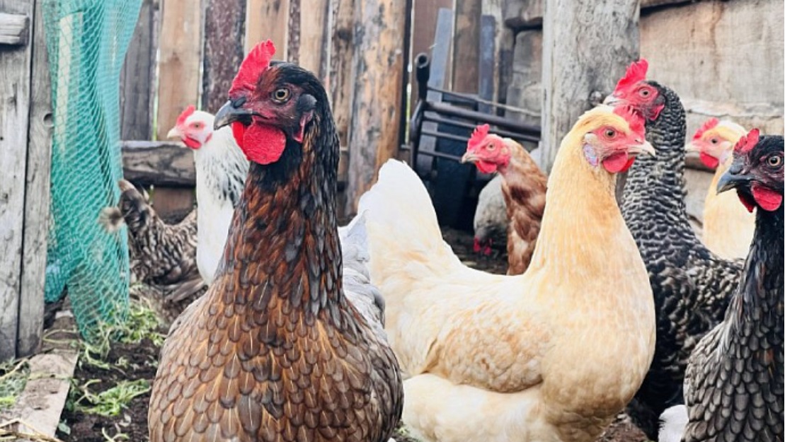 Улан-Удэнская птицефабрика нарушала условия содержания кур
