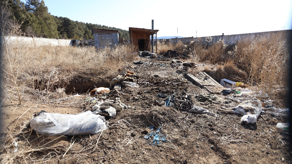 В Бичуре ликвидировали свалку трупов животных на территории скотомогильника