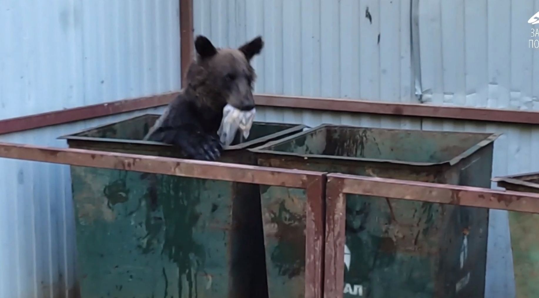 В нацпарке в Бурятии обнаружили медведя в мусорном баке