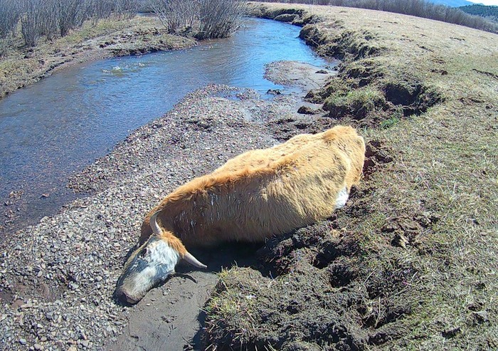 В реке в Бурятии нашли трупы коров