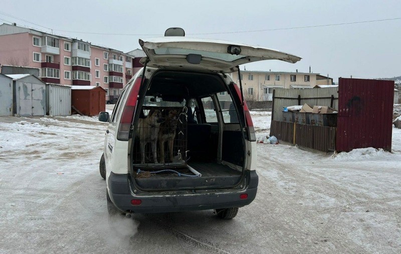 В Улан-Удэ отловили трех собак, которые напали на женщину