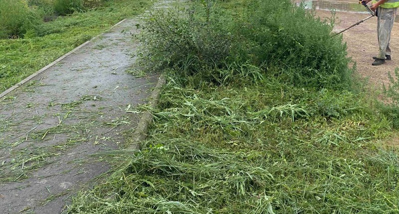 В Улан-Удэ при кошении травы выкосили больше тысячи новеньких саженцев 