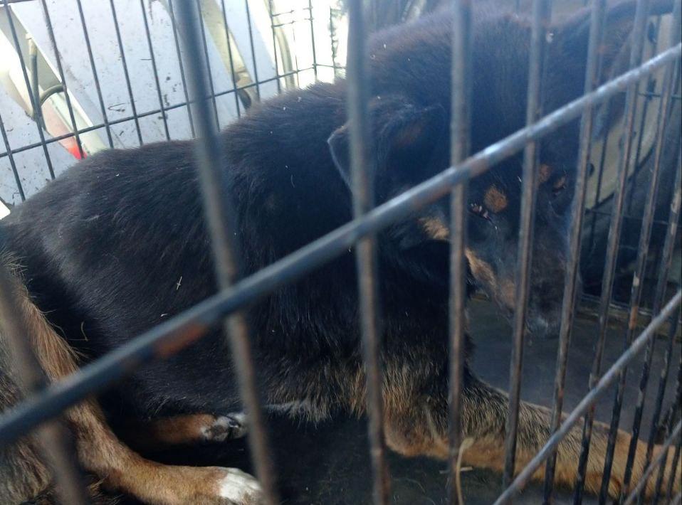 В Истоке в Улан-Удэ отловили 10 бездомных собак
